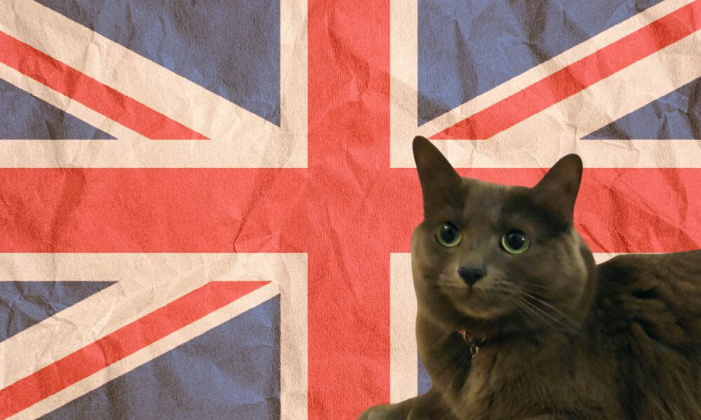 British Slang For Cat