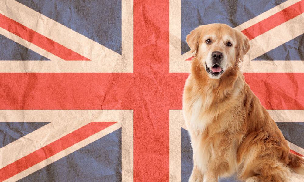 British Slang For Dog
