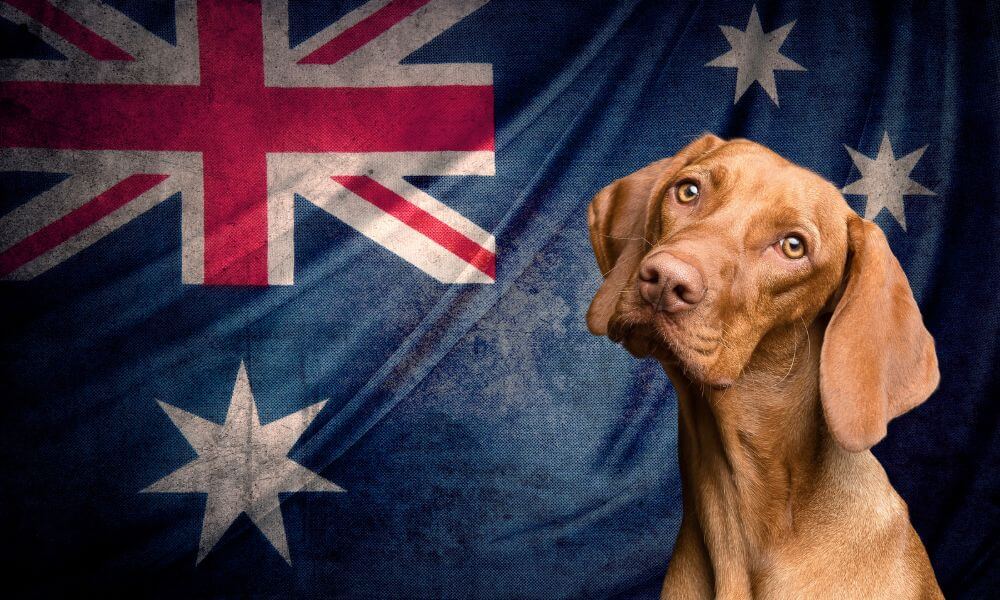 Australian Slang For Dog