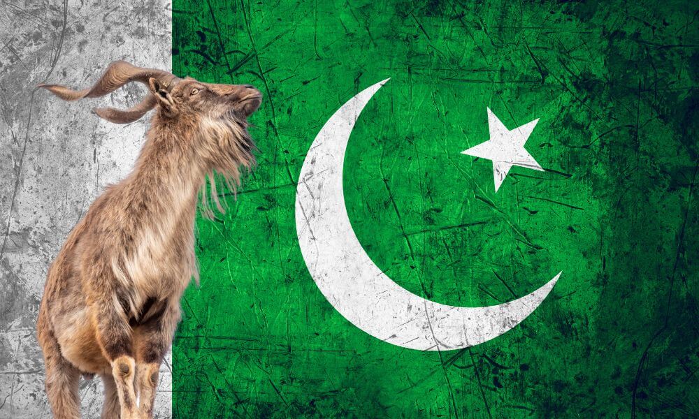 national-animal-of-pakistan-helpful-content-foreign-lingo