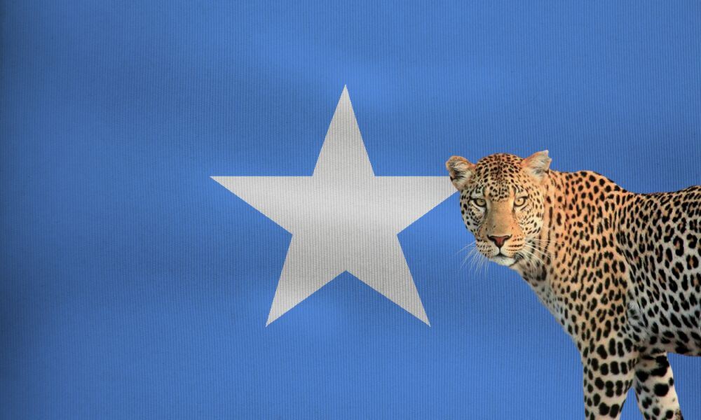 National Animal Of Somalia (Helpful Content!) - Foreign Lingo