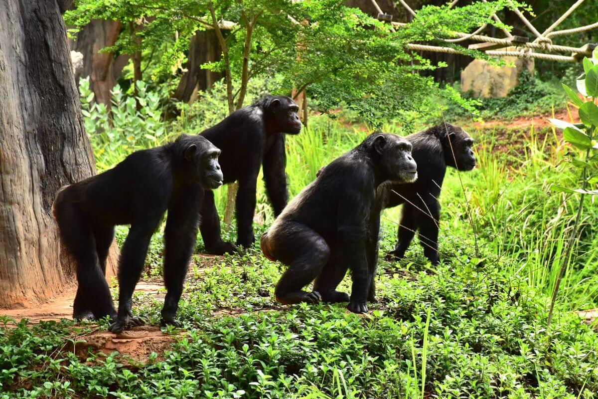 National Animal Of Sierra Leone (Helpful Content!) - Foreign Lingo