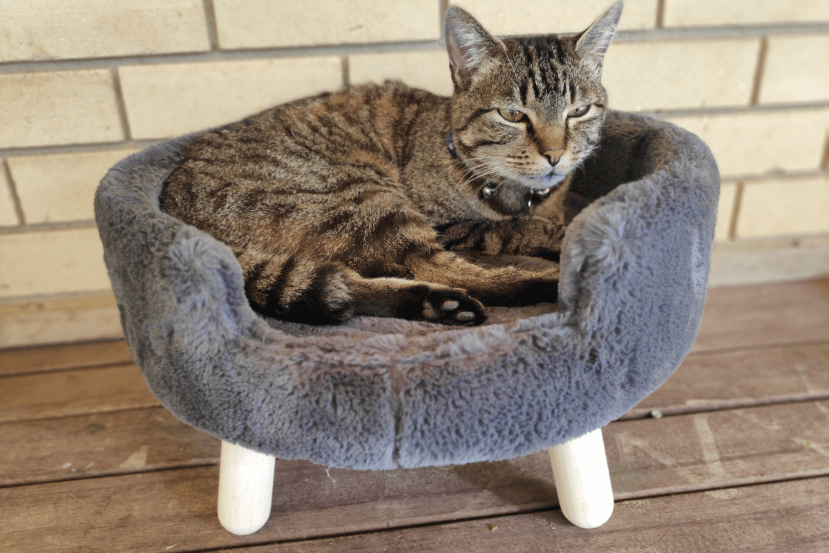 Slang For Cat 21 Examples Foreign Lingo