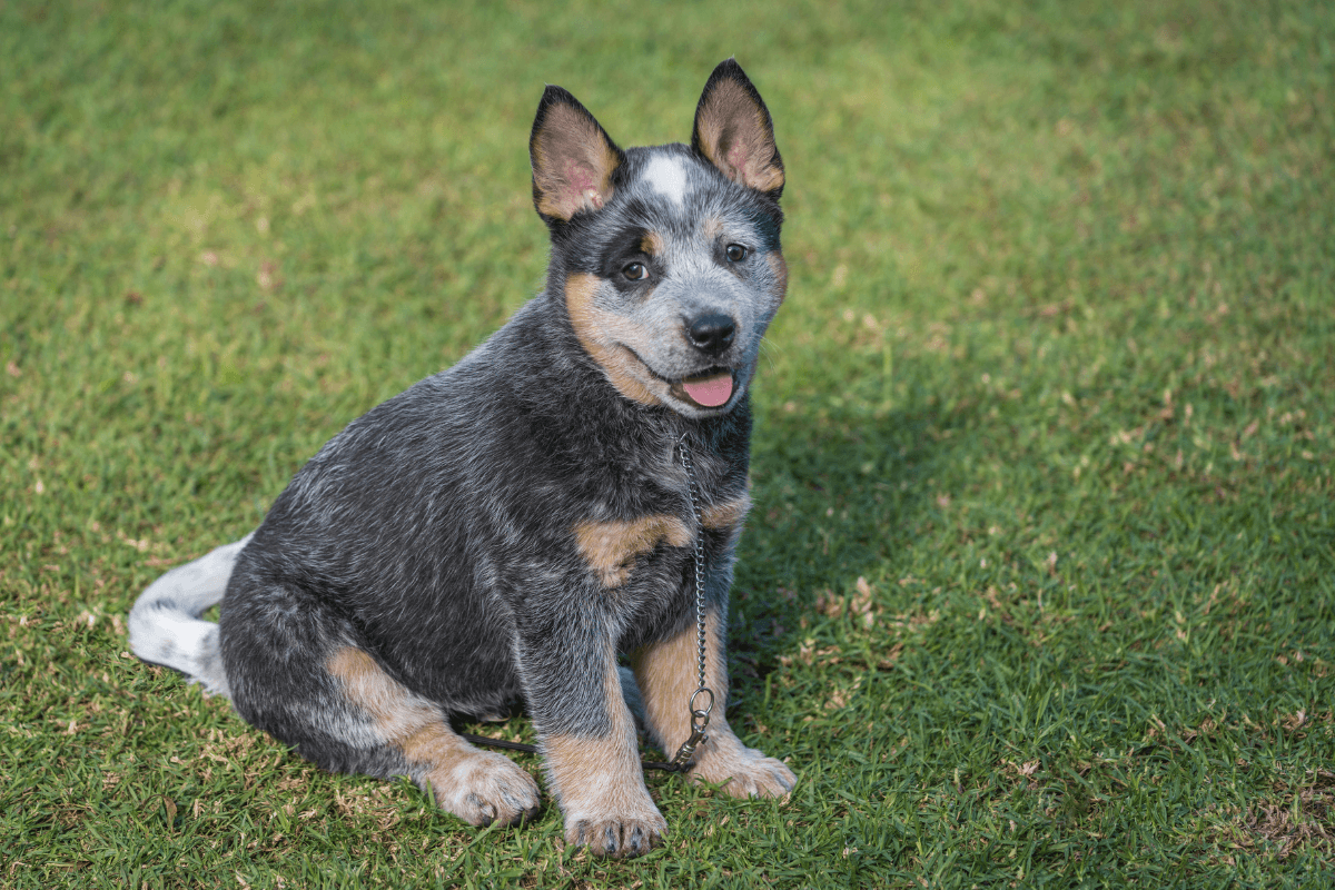 Australian Slang For Dog