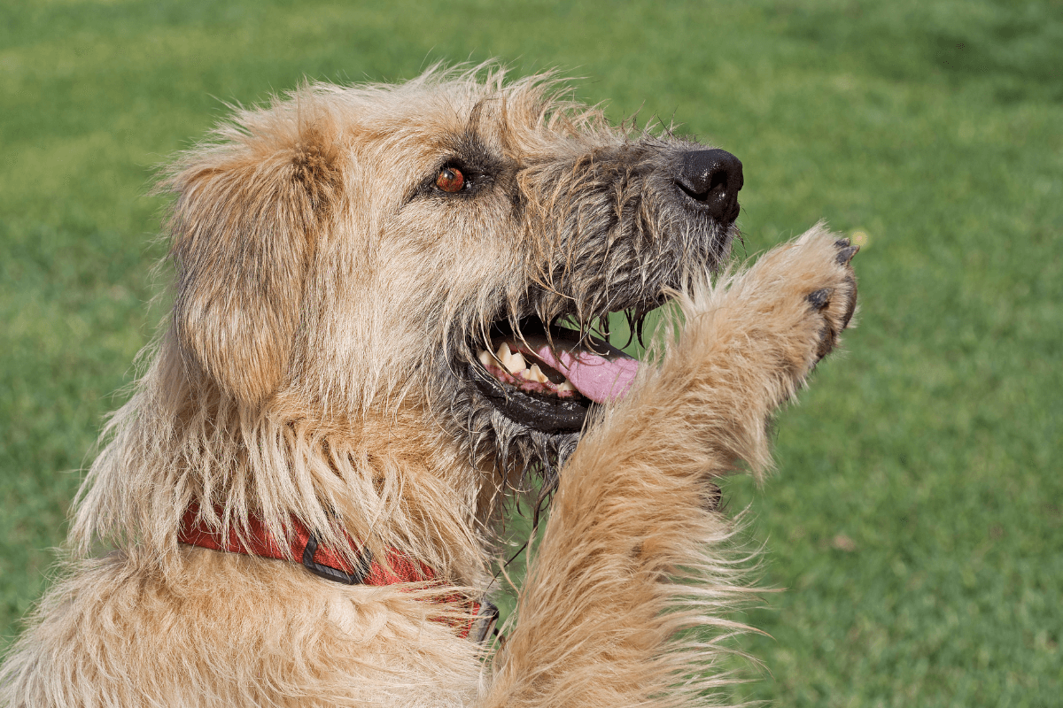 Australian Slang For Dog