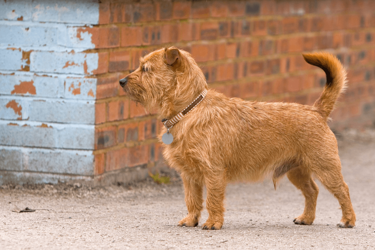 Australian Slang For Dog