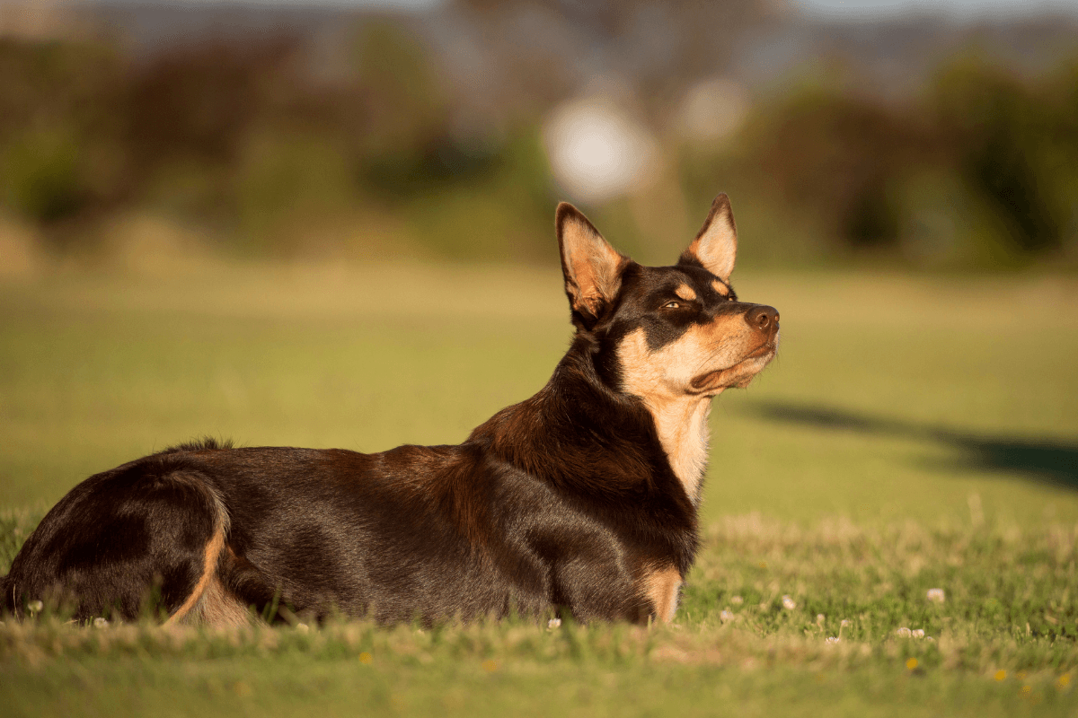 Australian Slang For Dog