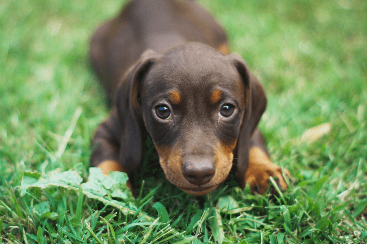 Australian Slang For Dog