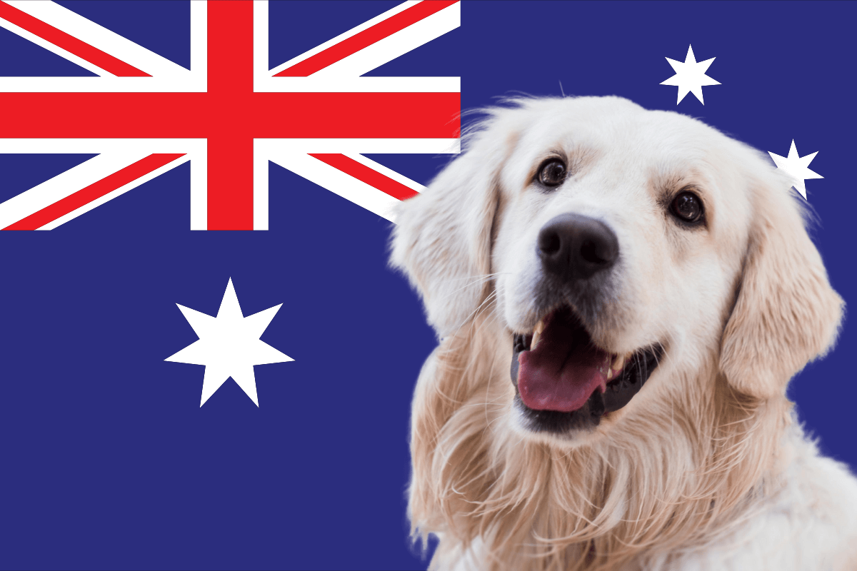 Australian Slang For Dog